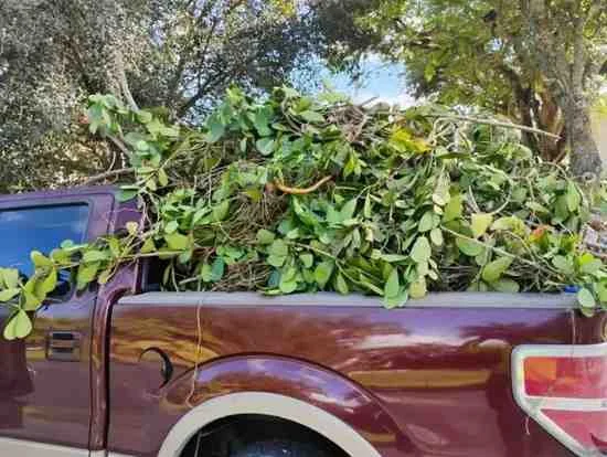 A maroon pickup truck bed overflowing with green leaves, branches, and yard waste from a landscaping cleanup.